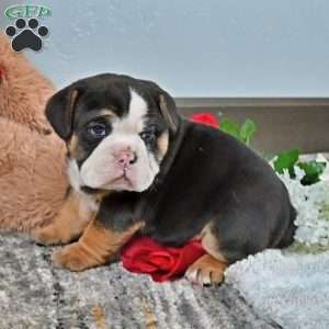 Randy, English Bulldog Puppy